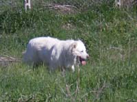 mastino abruzzese taglia grande abruzzese